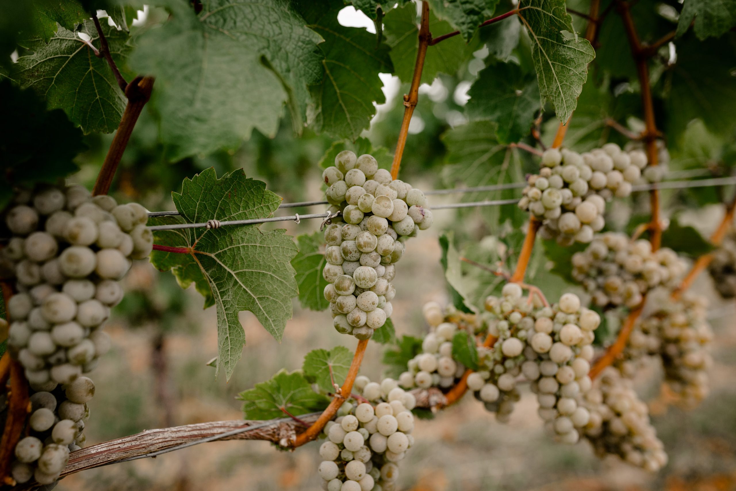 Weintrauben hängen nebeneinander an der Weinrebe
